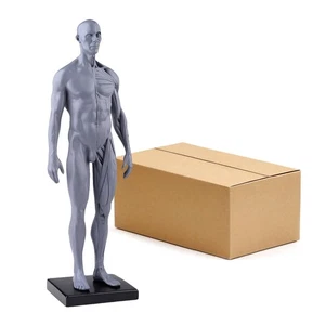 30cm Gray Human Anatomy Model Muscles & Bones for Medical Study & Art Sculpture - Picture 1 of 22