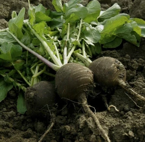 Black Spanish Round Radish Seeds | Raphanus Niger Winter Vegetable Daikon 2025 - Picture 1 of 12