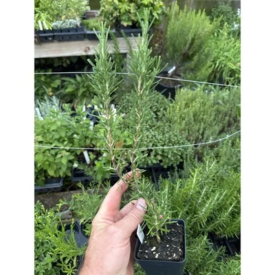 Rosemary Plant ‘Blue Lagoon’ - Image 1 of 2