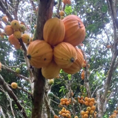 Plinia Inflata ~ Mulchi ~ RARE - Image 1 of 4