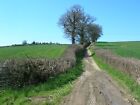 Photo 12X8 The Old Lane From Wilmington To Inglesbatch Wilmington/St6962  C2010