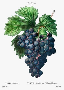 Botanical Plant Print - Vitis vinifera (Bourdekas noir) Art Print - Picture 1 of 1