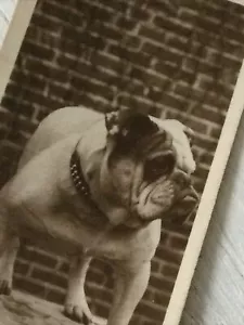 De Reszke Cigarette Card Series 1 No 8 Somebodys Darling Bulldog Photo Vintage - Picture 1 of 3