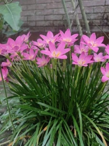Zephyranthes rosea | Pink Rain Lily | 10 Seeds - Picture 1 of 6