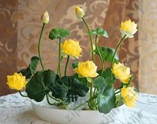 10 Semi Fiore Di Lotus Sacro Giallo Crescere IN Interno Vasca Toute Anno