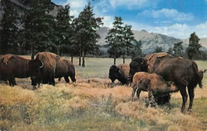 Postal: Buffalo Pastoreo, sin publicar, cromada de los años 50 - Imagen 1 de 2