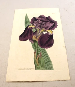 1808 Antique CURTIS Color Floral Print ~ PURPLE FLAG IRIS SUBIFLORA - Picture 1 of 1