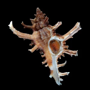 Muricoideae-0115 Chicoreus axicornis kawamurai  LARGE AGED FROM BOHOL PHILIPPINE - Picture 1 of 2