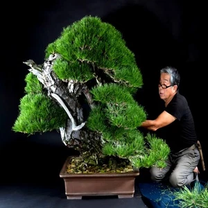 20 JAPANESE BLACK PINE TREE SEEDS (Pinus thunbergii) "Easy & Famous for Bonsai" - Picture 1 of 14