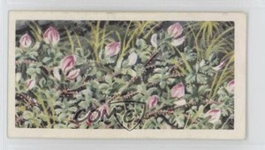 1964 Brooke Bond Wild Flowers Series 3 Rest Harrow #33 2p7