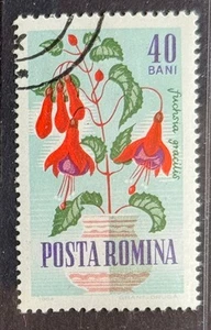 Romania 1964, Fuchsia gracilis, SG 3136, cto. - Picture 1 of 1