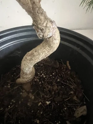 Norway Spruce Pre Bonsai - Image 1 of 4