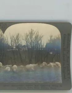 Sheep in Pasture Iowa State College Ames Keystone Stereoansicht - Bild 1 von 4