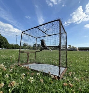 Handmade Metal Bird Cage with Bird Sculpture - Picture 1 of 5