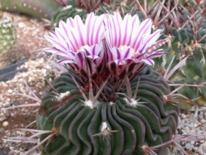 BRAIN CACTUS (Echinofossulocactus crispatus) 10 seeds - Picture 1 of 3