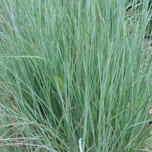 1 Lb Little Bluestem Native Grass Seeds - Everwilde Farms Mylar Seed Packet - Picture 1 of 2