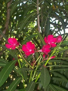 30 Aldefa (Nerium oleander) Seeds, Lavors