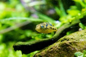6 Pea Puffer - Picture 1 of 3