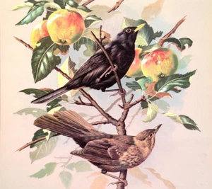 Placa de libro con impresión artística vintage de aves albahaca Ede mirlo 22 - Imagen 1 de 3