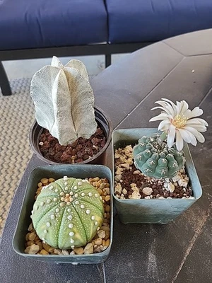 Astrophytum Gymnocalycium Cactus Starter Set Suculentas Foto 1 de 3