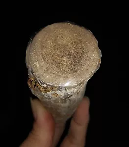 TRONCO REDONDO DE MADERA PETRIFICADA, FÓSIL DE MADERA PULIDA SUPERIOR DE JAVA INDONESIA, 97MM - Imagen 1 de 6