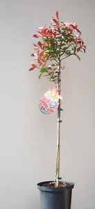 Glanzmispel immergrün Photinia fraseri 'Devils Dream' Stämmchen Stammhöhe 80 cm - Bild 1 von 2