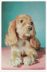 Vintage Postcard Cocker Spaniel Dog on Pink Blanket 1960's Dexter Press - Picture 1 of 2