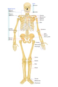 Menschliches Skelett Anatomie Skelettsystem Illustration Diagramm Front Poster Druck - Bild 1 von 2