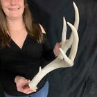giant Mule deer shed Antlers Taxidermy antler horn elk moose horn  665
