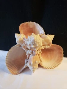 Vintage echte Muschelschale - Bild 1 von 14