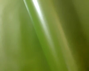 Everyday Gift Wrapping Paper Bulk Roll - 500mm x 60 metres - Pearl Green Moss - Picture 1 of 1