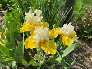 2 ‘Protocol’ Iris Rhizomes Tubers bare root White/Yellow Bearded Iris. - Picture 1 of 4