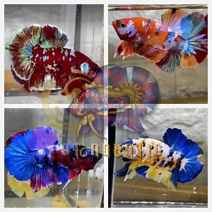 1 TRIO - HMPK Koi Multiple Galaxy color Live Betta Fish  - USA SELLER - Picture 1 of 4