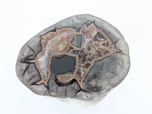 Septarian Dragon Egg Crystal Healing Central Utah 2 lb 12 oz Rare Orange Red WOW - Bild 1 von 11