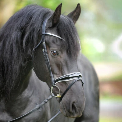 % Kavalkade Trense Juliana KavalSH4 -UVP €139,90 -NuddelHof-NH