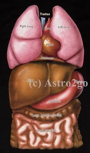 GUTS [LABELED]-Internal Organs 2 sided Science Biology Anatomy Teacher T shirt - Picture 1 of 6