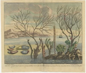 Estampado antiguo a color de varias plantas acuáticas, incluido el coral en el sudeste asiático - Imagen 1 de 1