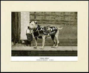 STAFFORDSHIRE BULL TERRIER COLLECTING DOG PRINT MOUNTED READY TO FRAME - Picture 1 of 1