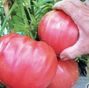 Tomato BRANDYWINE PINK 25 Seeds HEIRLOOM vegetable garden GIANT 800g BIG FRUIT - Picture 1 of 2