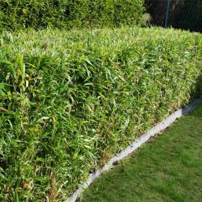 Green Hedge Clumping Bambusa / Bamboo -1 Value Priced Division / Rhizome / Plant - Image 1 of 4
