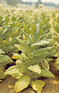 Postal KY: Plantas de tabaco en Kentucky, años 60 - Imagen 1 de 2
