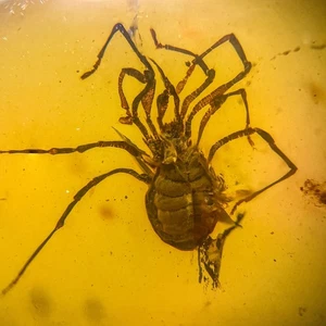 UNUSUAL HARVESTMAN Opilionidi in Burmese / Burmite amber fossil / 100% genuine - Picture 1 of 5