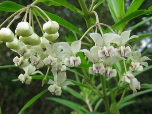 35+ GOMPHOCARPUS FRUTICOSUS BAUMWOLLBUSCH / LANGANHALTEND EINJÄHRIG - Bild 1 von 1