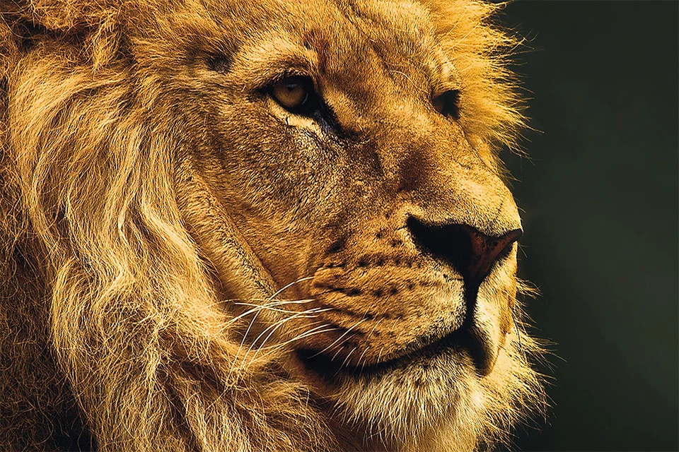 Дикий лев опасные животные природа картина печать настенное искусство дома - плакат 20 «x 30» - Изображение 1 из 3