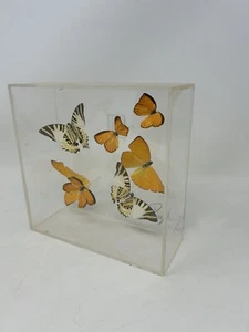Vintage Iridescent Purington ‘79 Butterflies Mounted Diorama Signed 72/100 - Picture 1 of 12