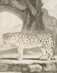 BAQUOY (*1721) nach SÈVE (*1742), Ansicht eines Schneeleoparden, um 1770, KSt. - Bild 1 von 5