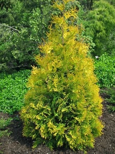 Arborvitae 'Yellow Ribbon' Thuja occidentalis 3 Live Plants Yellow Tips - Picture 1 of 3