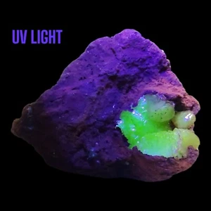 28g Adamite Fluorescent Ojuela Mine Amazing Quality! - Picture 1 of 8