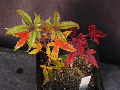 2 Seed-Grown Acer Palmatum 'Beni Otake' Japanese Maple Tree Seedlings 5" - Image 1 of 4