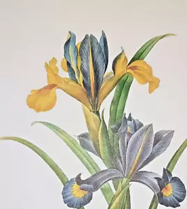 Pierre Joseph Redoute Botanical Flower IRIS XIPHIUM Print Book Plate 59 - Picture 1 of 2